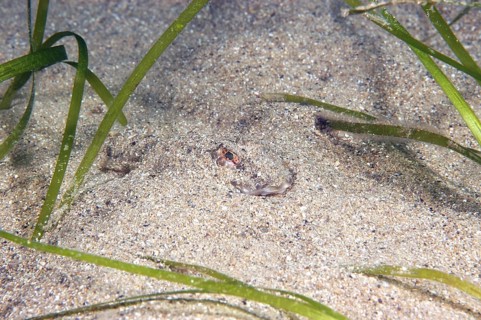 Common Dragonet