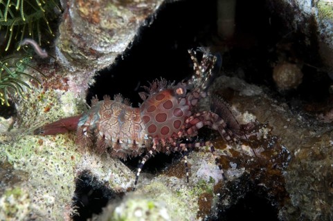 Common Marble Shrimp