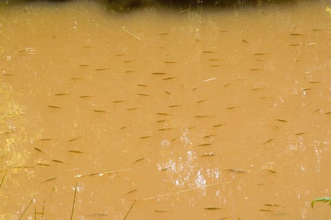 Shoal of young Roach