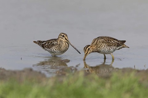 Common snipe