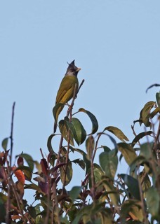 Crested Finchbill