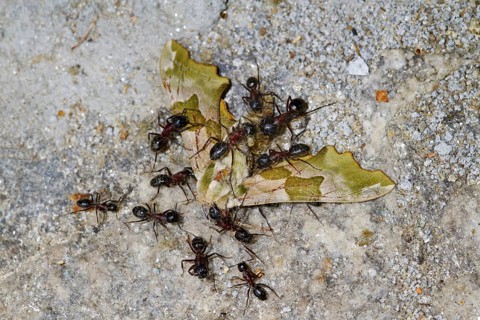 Southern Wood Ant
