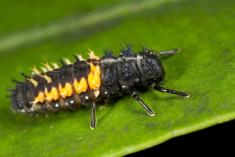 Asian Ladybird