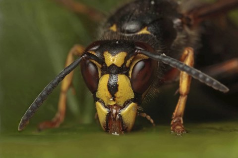 Median Wasp