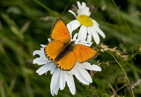 Scarce Copper