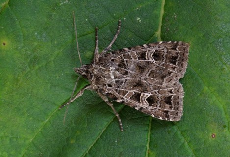 Common Gothic