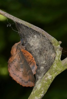 Lappet