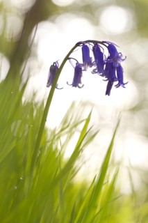 Endymion hyacinth