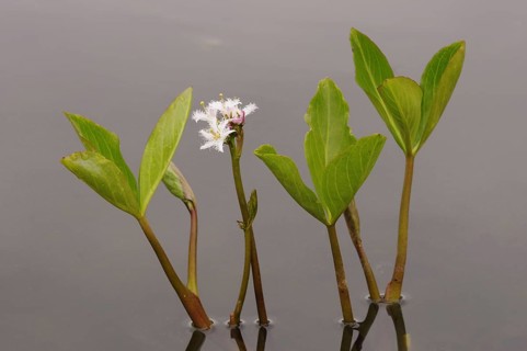 Bogbean