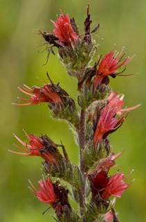 Adder bud flowers