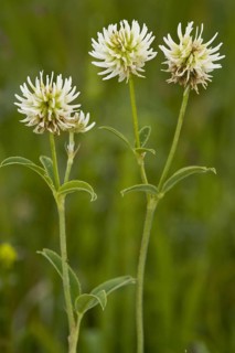 Flowering mountain clover