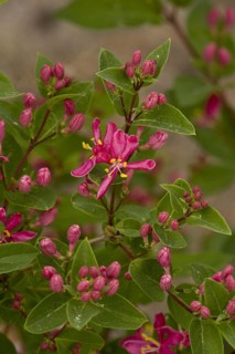 Tatar tatarian honeysuckle