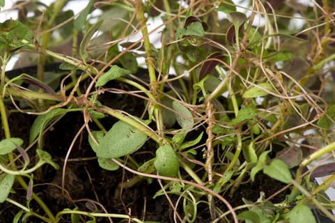 Nettle silk