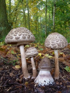 Parasol Mushroom