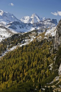 European larch