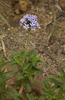 Wild Verbena