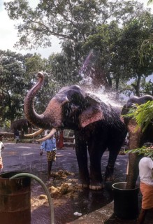 Elephantine ablutions in a big vessel in Thiruvananthapuram or Trivandram