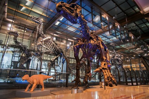 Mounted iguanadon skeletons in the dinosaur room of the Royal Belgian Institute of Natural Sciences