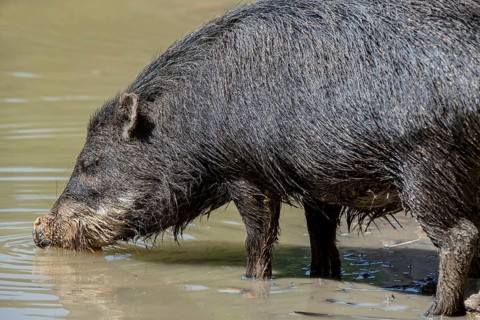 White-lipped peccary