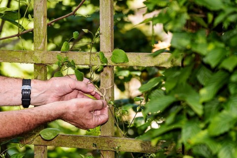 Tying plants