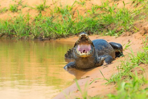 Yacare caiman with open mouth