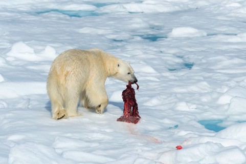 Male polar bear