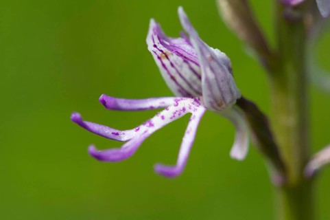 (Orchis simia)