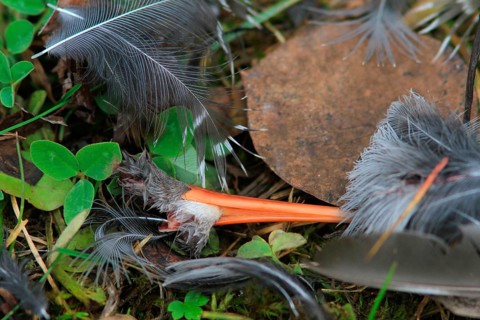 Plucking