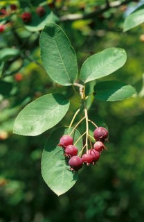 Canadian Service Berry