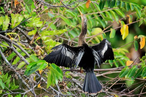 Anhinga