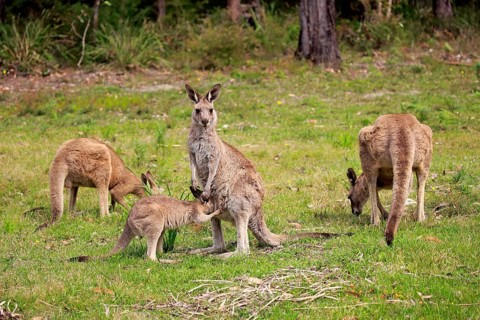 Eastern grey kangaroo