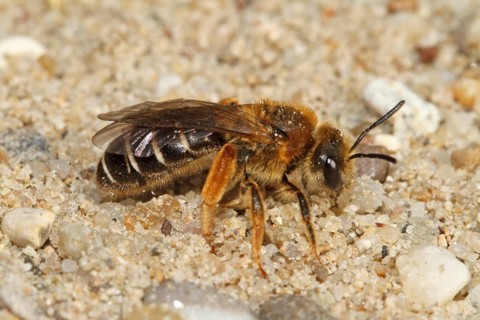 Furrowing bee
