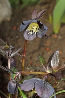 Black Christmas Rose