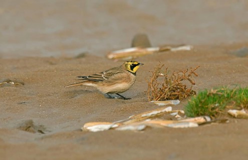 Shore Lark