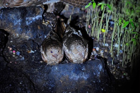 Oilbird