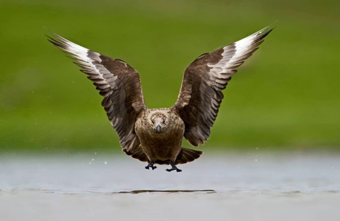 Great Skua