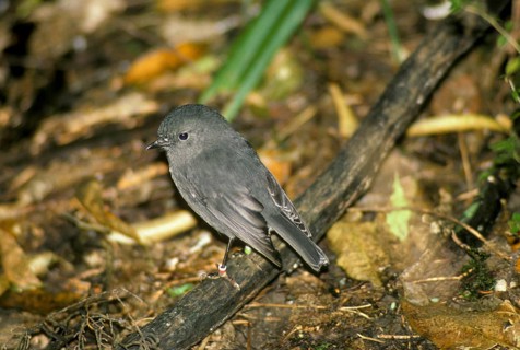 South island robin
