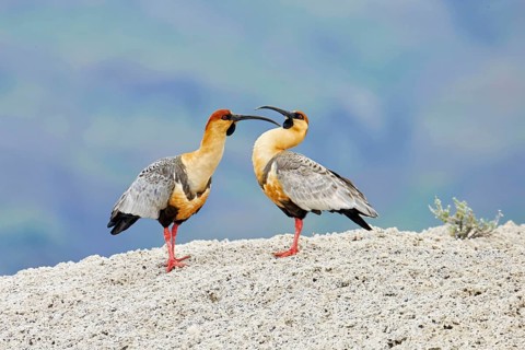 Black-faced Ibis