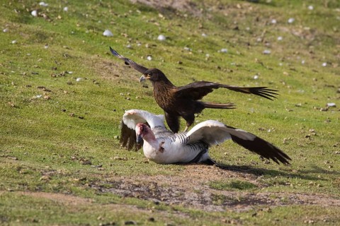 Striated Caracara