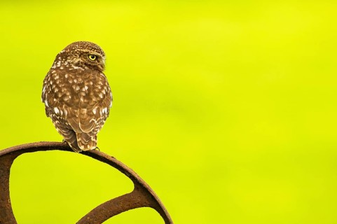 Little Owl