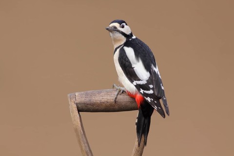 Great Spotted Woodpecker
