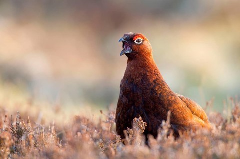 Red Grouse