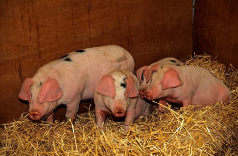 Domestic pig
