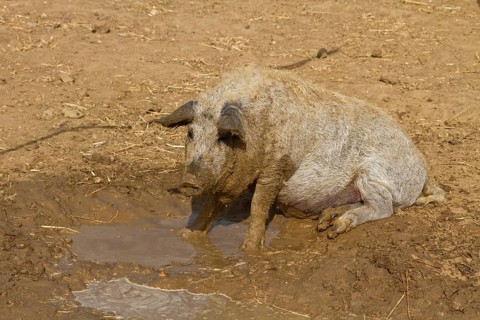 Mangalitsa pig wallows in the mud