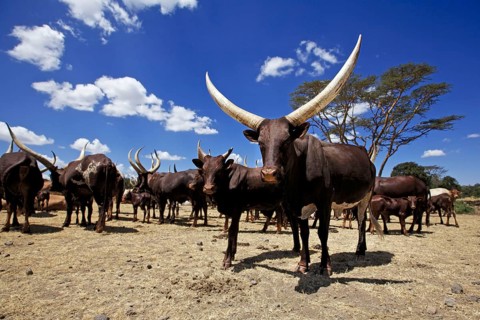 Domestic cattle