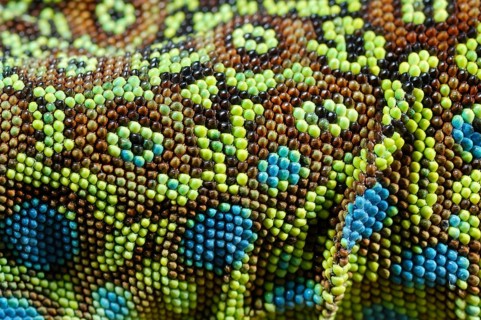 Ocellated Lizard