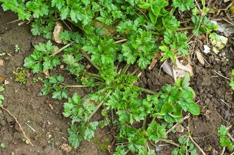 Creeping buttercup