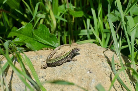 Italian wall lizard