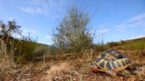 Angulate Tortoise