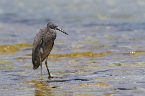 Eastern pacific reef heron
